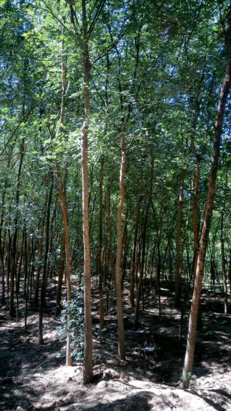 国槐4~6cm4~6cm1米以下