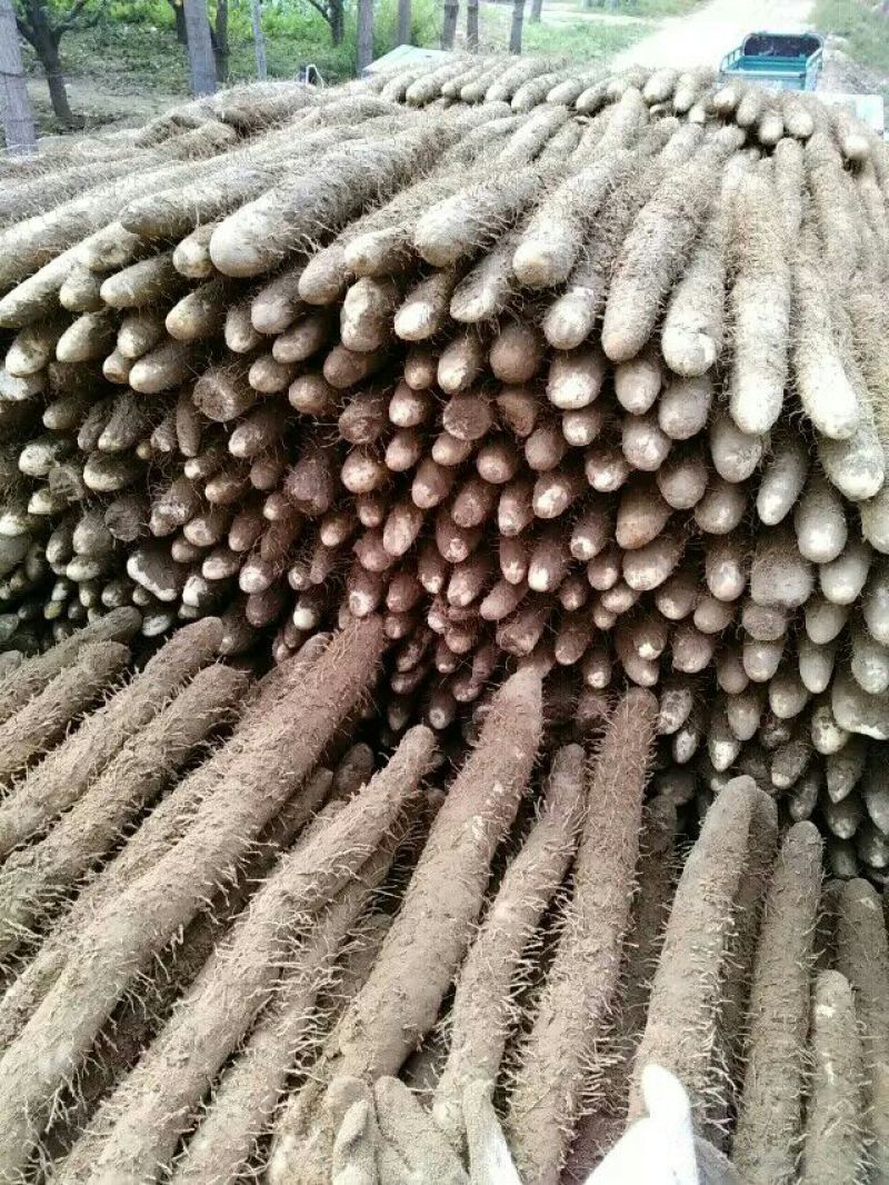 麻山药3~4厘米