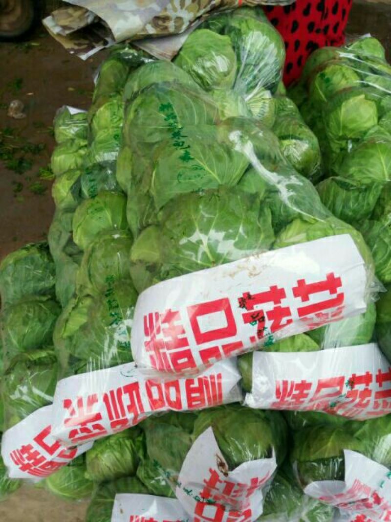 中甘21甘蓝1~2公斤