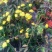 野菊花统货