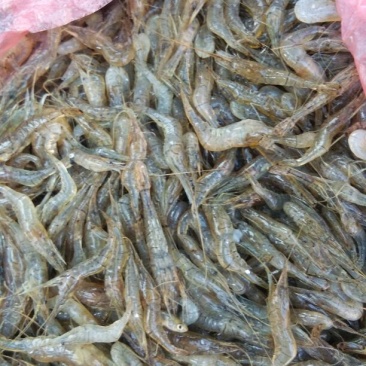河虾冰鲜虾26~30只/kg