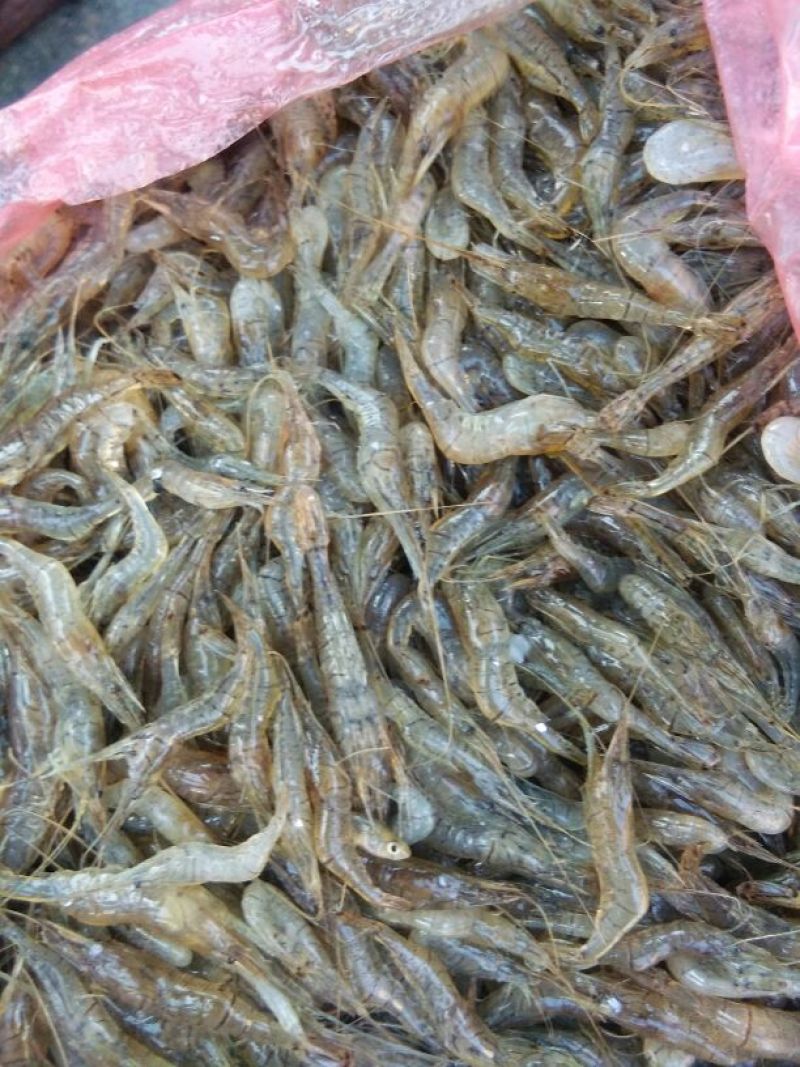 河虾冰鲜虾26~30只/kg