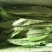 红油麦菜35~40厘米以上