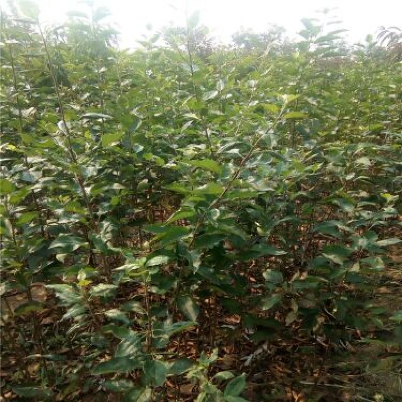 苹果树苗一到两年苗40~50cm根系发达