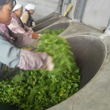 老树茶特级