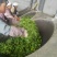 老树茶特级