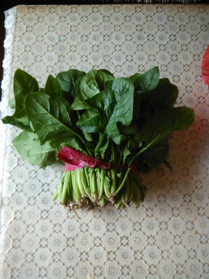大叶菠菜25~30厘米