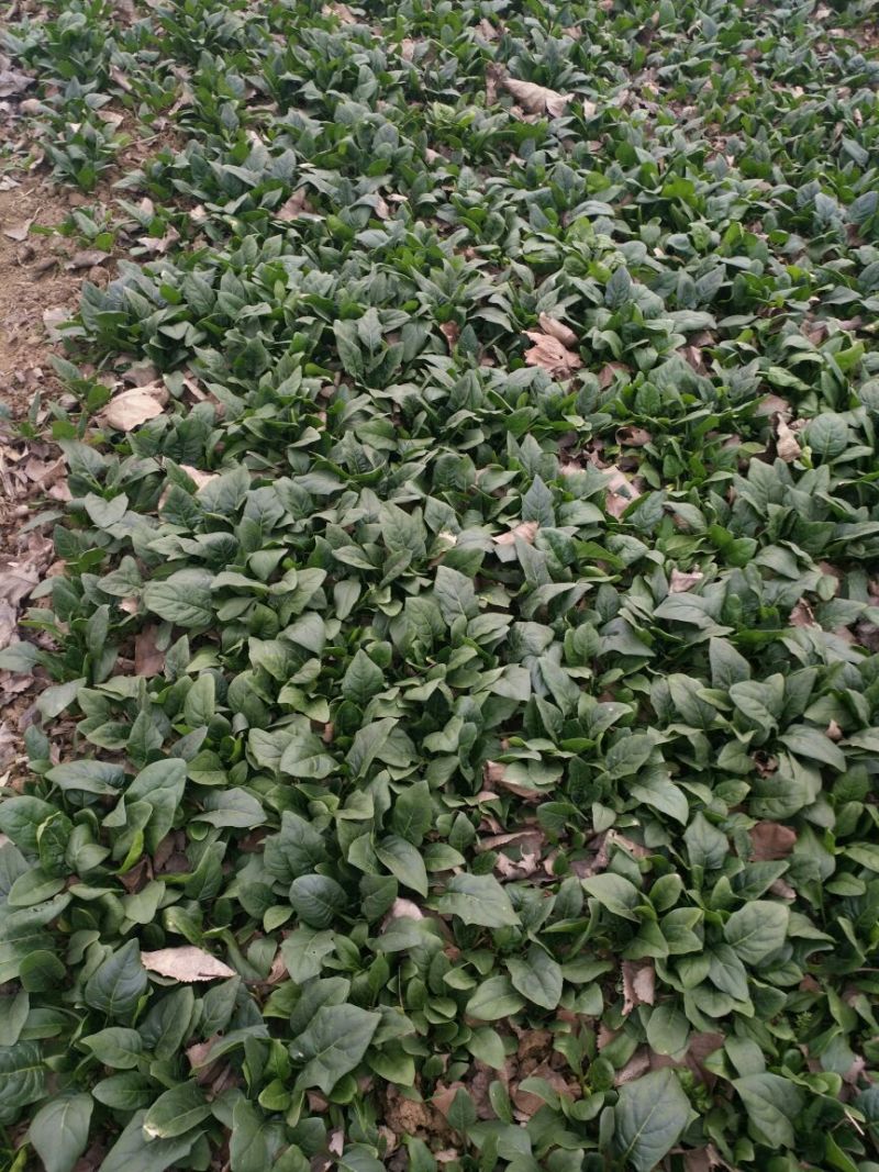大叶菠菜15~20厘米