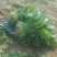大叶菠菜20~25厘米