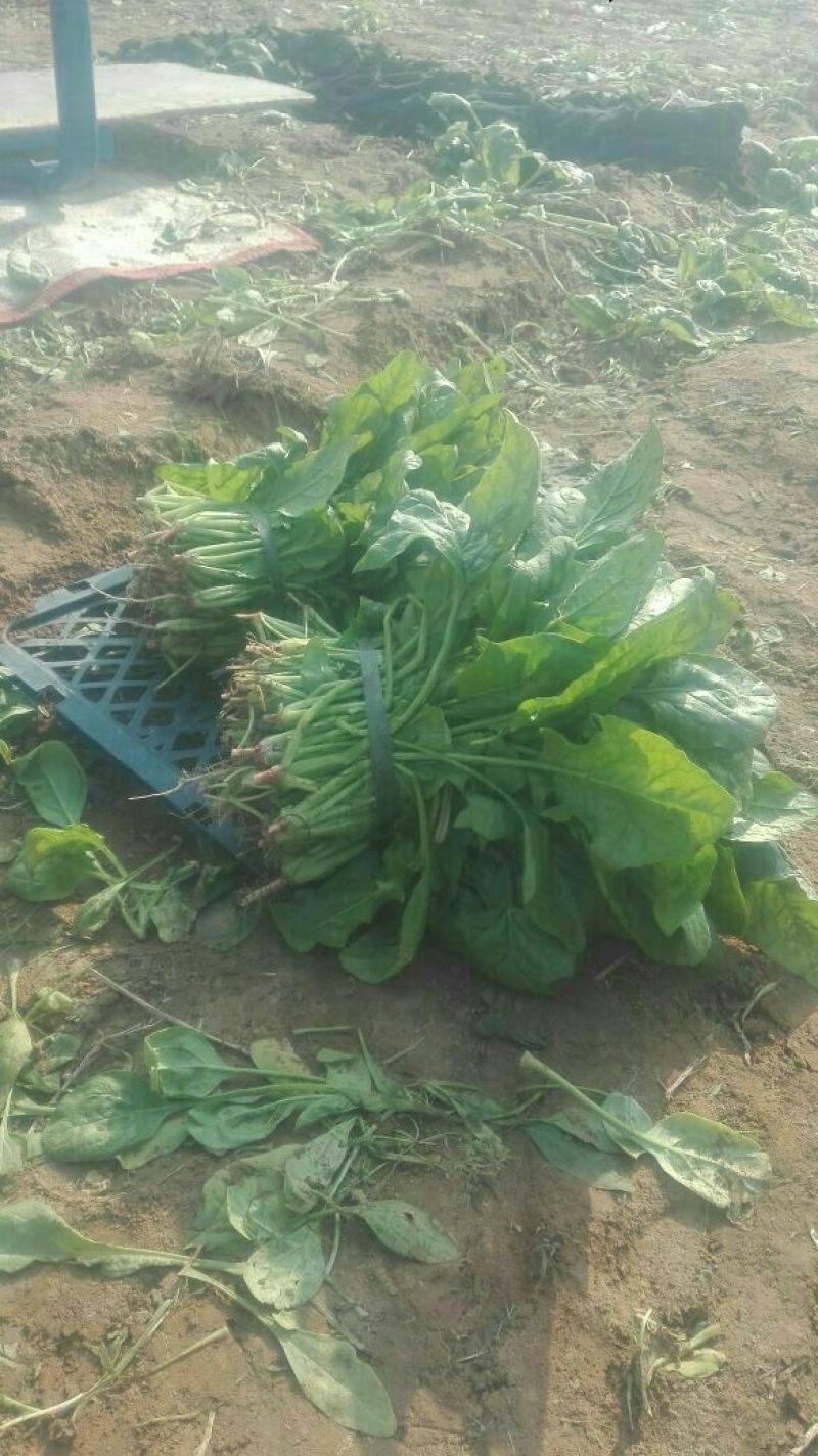 大叶菠菜20~25厘米