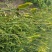 干黄花菜散装一级