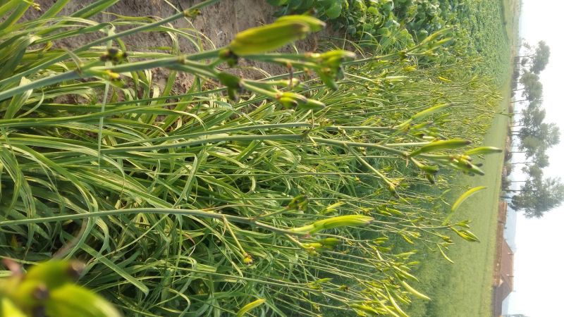 干黄花菜散装一级
