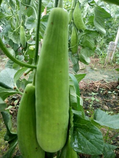 翠蜜宝甜瓜河北沧州青县_批发_供应-一亩田农