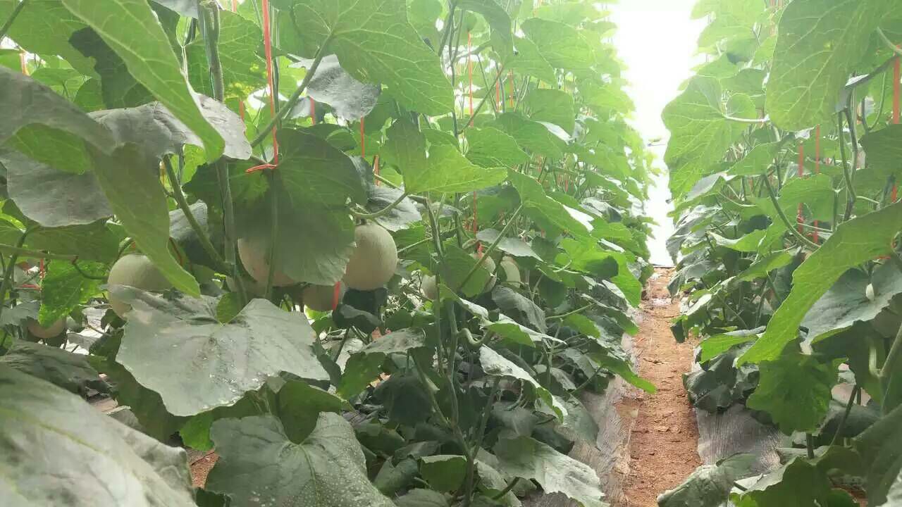 网纹瓜山东烟台海阳市_批发_供应-一亩田农业网_专业的农产品信息商务平台