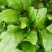 大叶菠菜20~25厘米