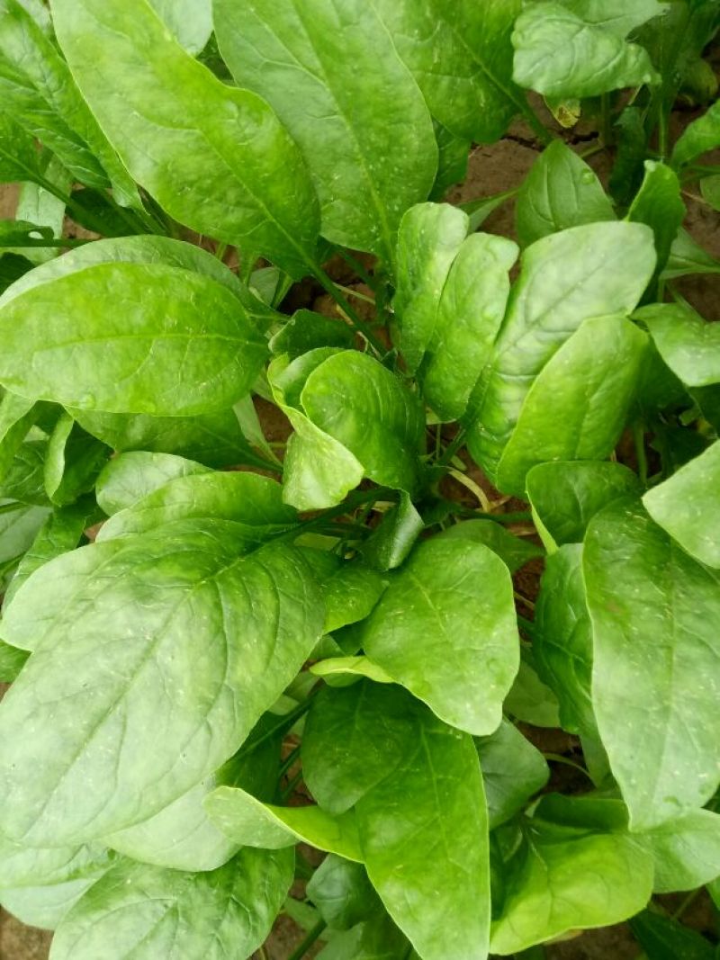大叶菠菜20~25厘米