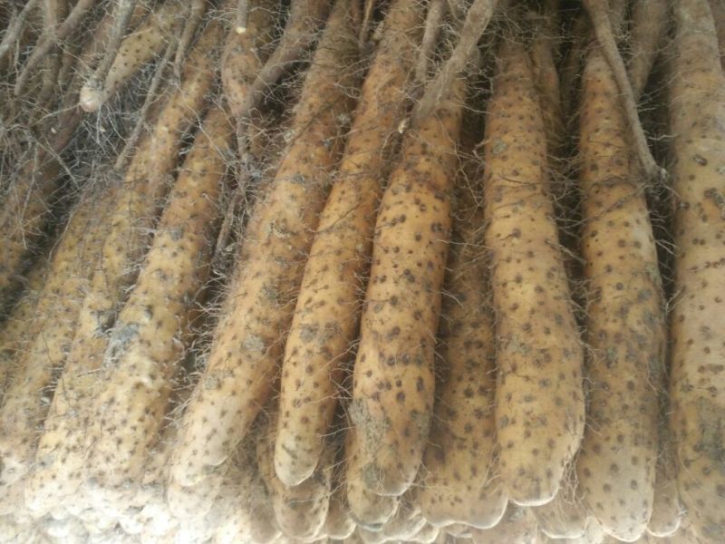 白玉山药3-5厘米通货30~35厘米