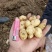 迷你土豆1两以下黄皮黄心油炸专用薯，规格大小可定制分选