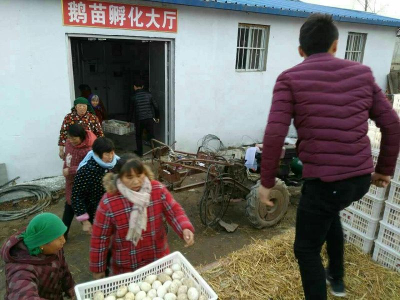 皖西白鹅苗250g以下