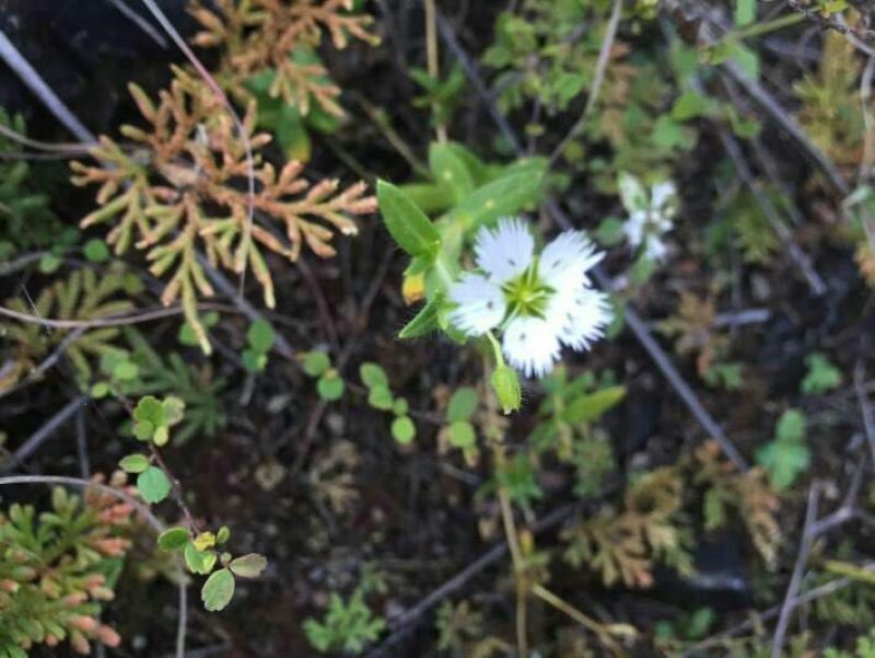 须花参