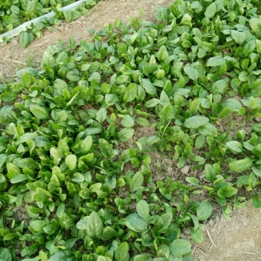 大叶菠菜15~20厘米