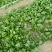 大叶菠菜15~20厘米