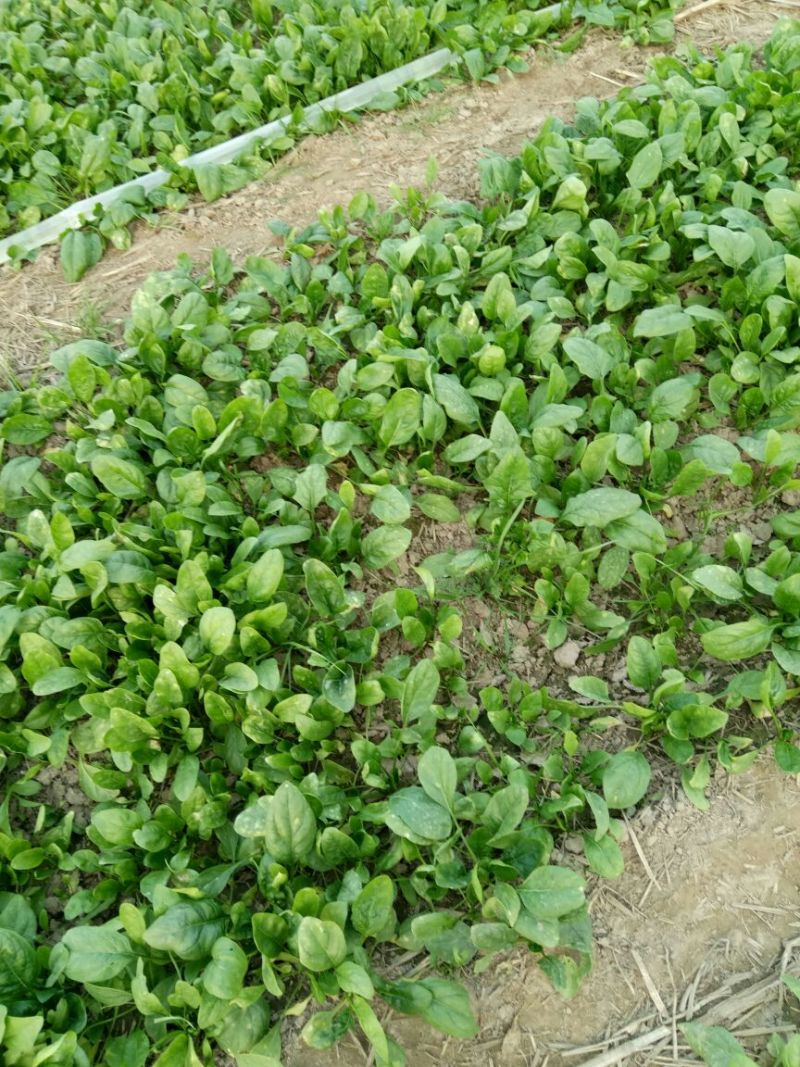 大叶菠菜15~20厘米
