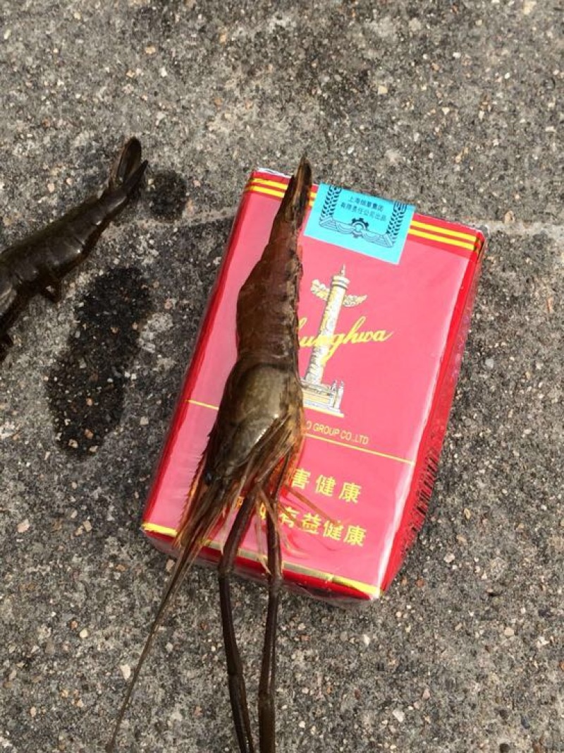 青虾