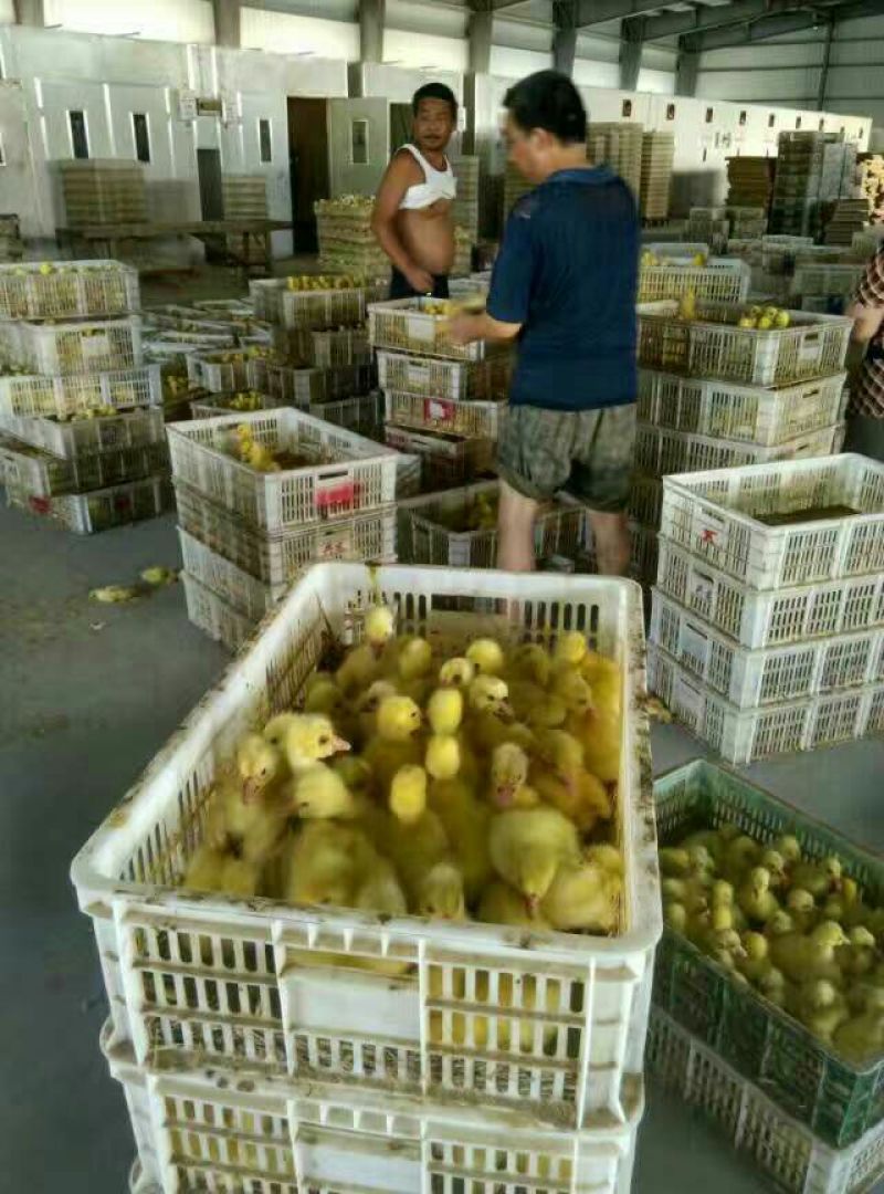 扬州大白鹅苗250g以下