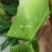 潍县青萝卜1~1.5斤起