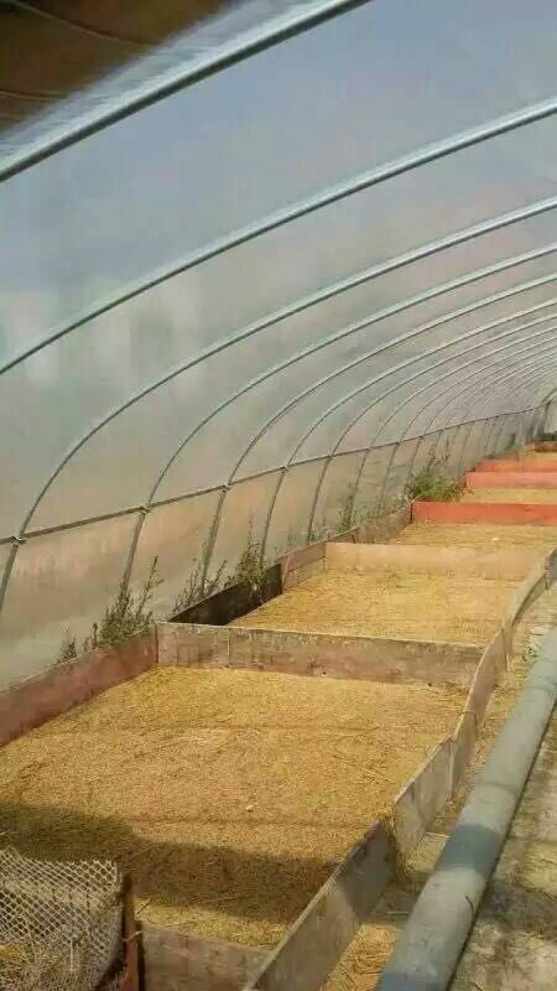 狮头鹅苗250g以上