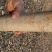 国槐8~10cm6~8cm1~2米