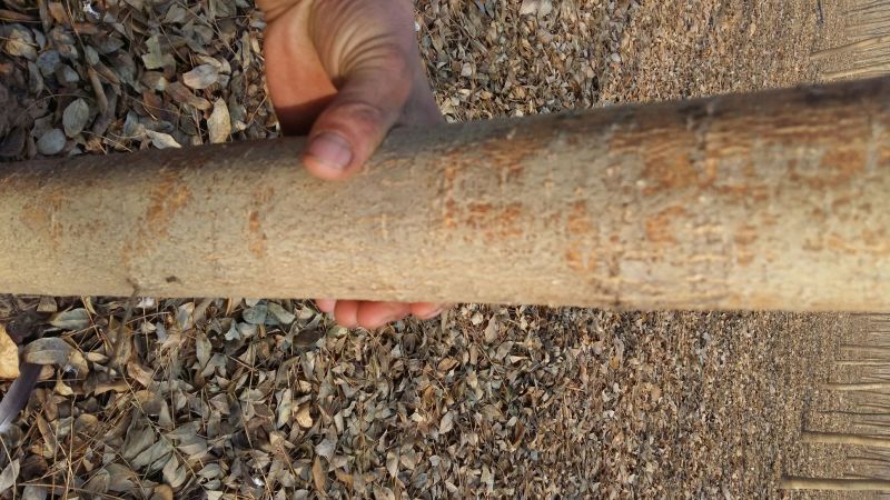 国槐8~10cm6~8cm1~2米