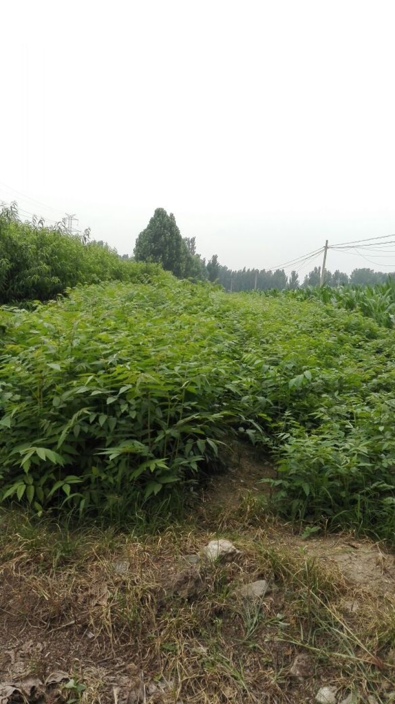 香椿81~110cm