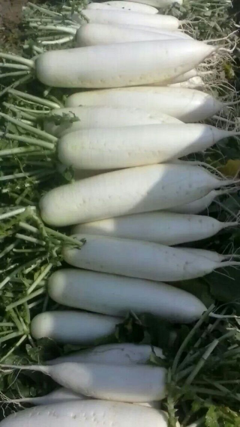 福建漳浦白萝卜，精品白萝卜，纯沙地种植。