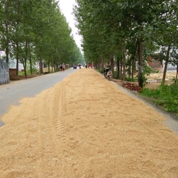 小麦12.5%以上
