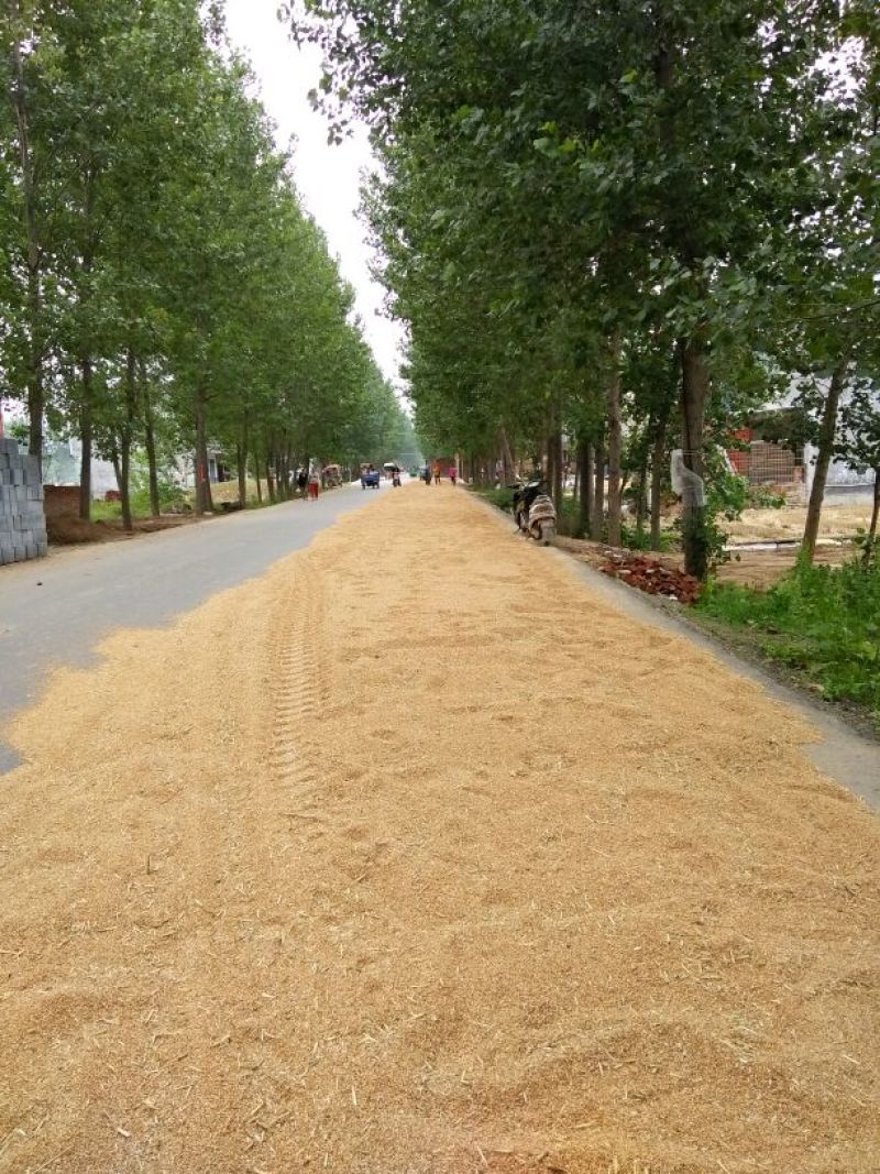 小麦12.5%以上
