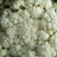 河北永年精品菜花大量供应中2斤紧密乳白