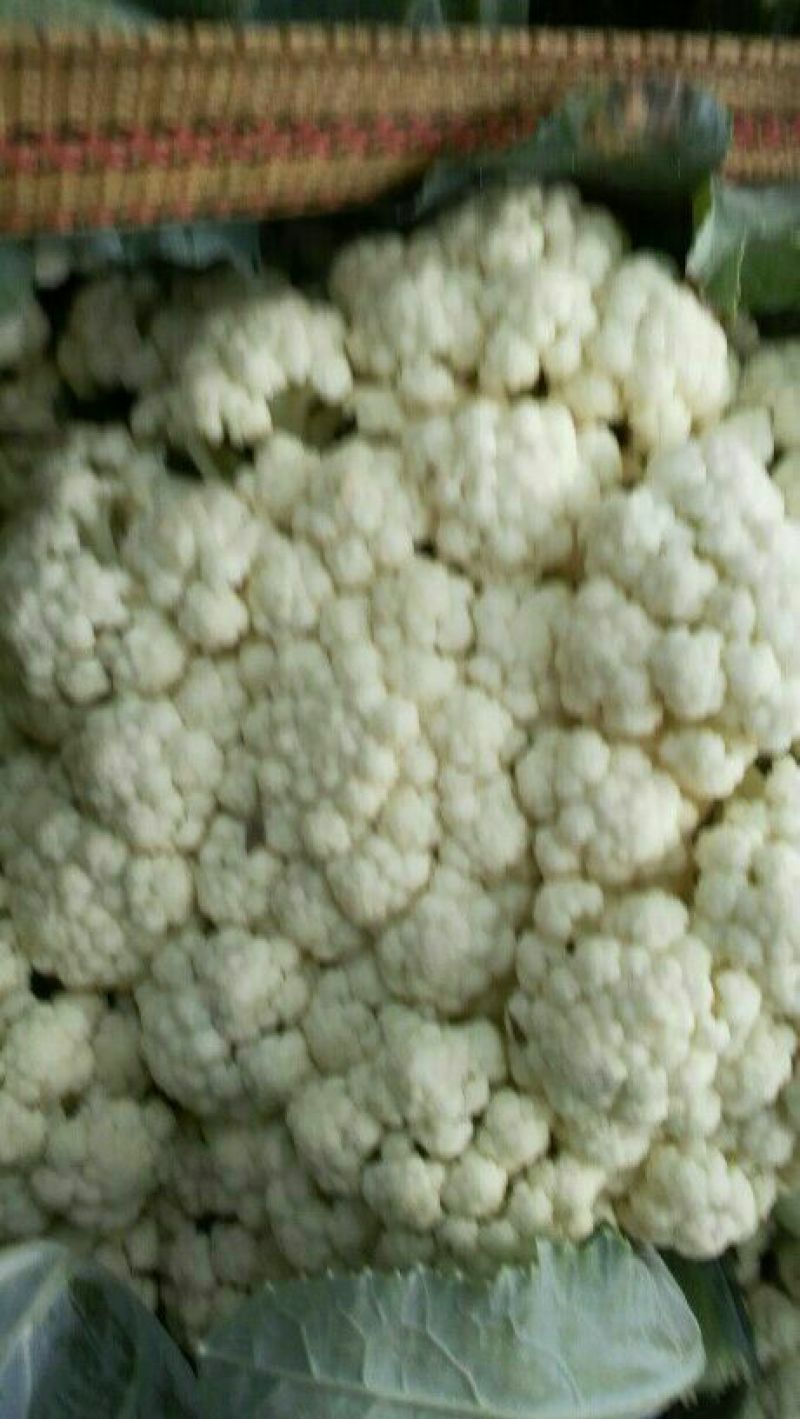 河北永年精品菜花大量供应中2斤紧密乳白