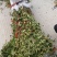 花椒苗，大红袍花椒苗，价格低。随时可以发货，需要的联系