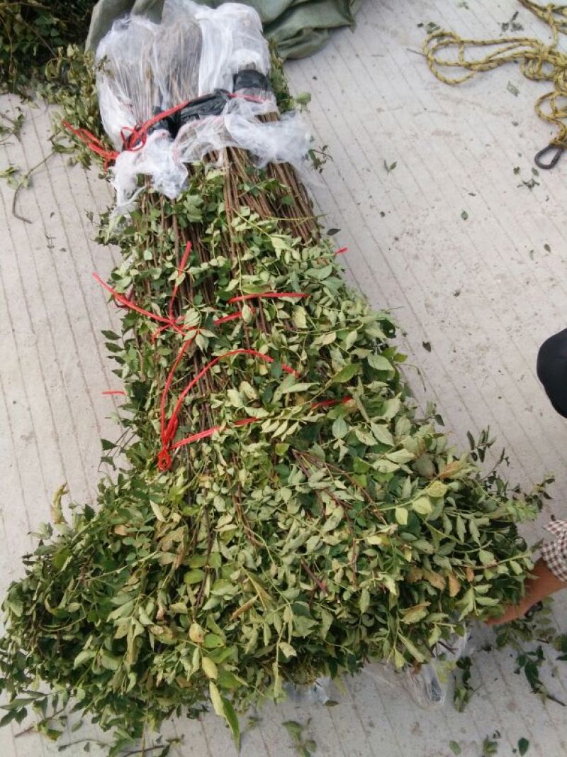 花椒苗，大红袍花椒苗，价格低。随时可以发货，需要的联系