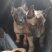马犬精品马犬红马犬公母都有任意挑选可发货