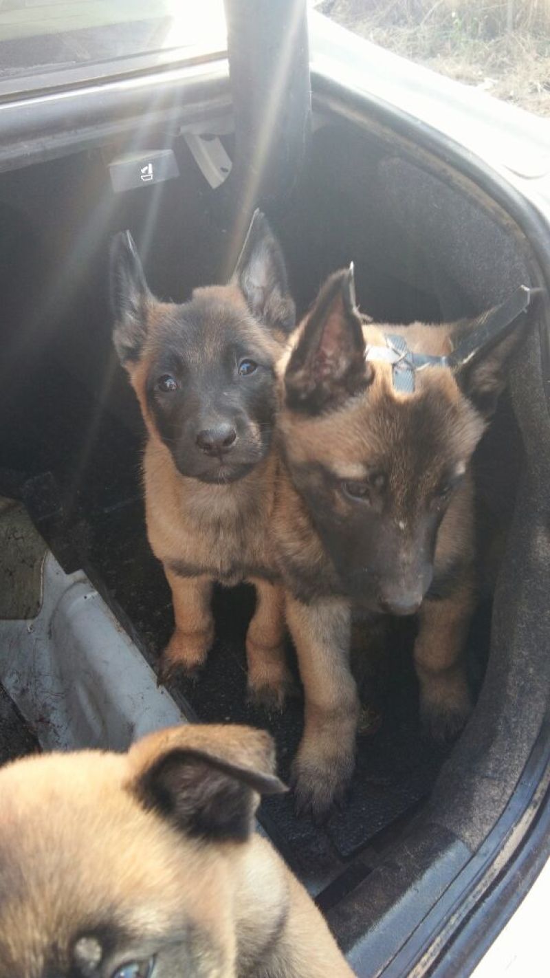 马犬精品马犬红马犬公母都有任意挑选可发货
