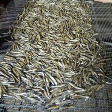 鲤鱼干