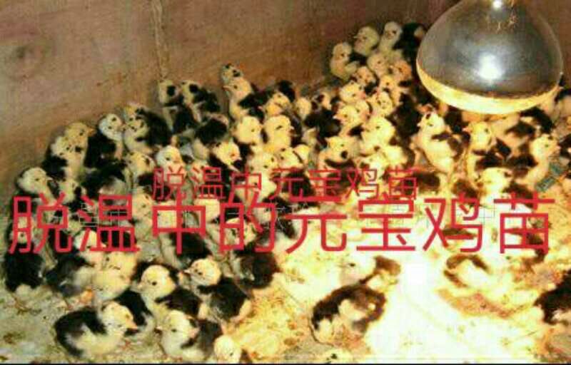 绿壳蛋鸡苗250克以下脱温苗