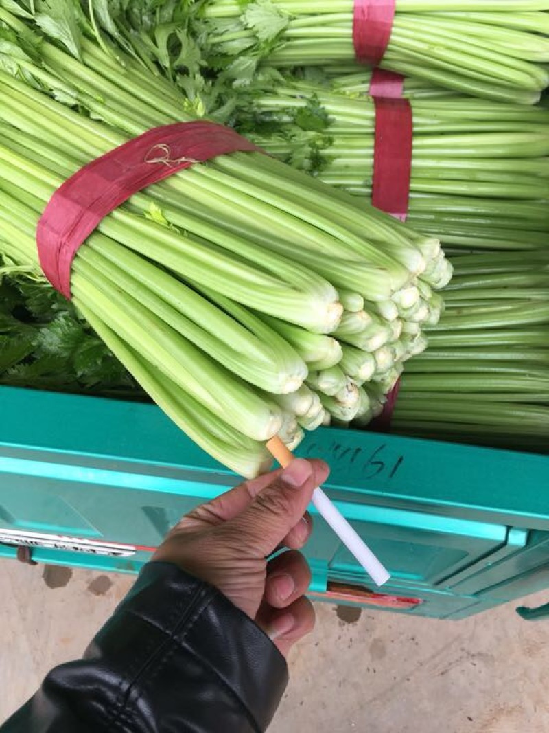西芹50cm以上！大量上市长期合作要量大私聊支持发货