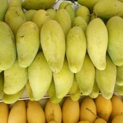 鹰嘴芒果云南红河州河口县