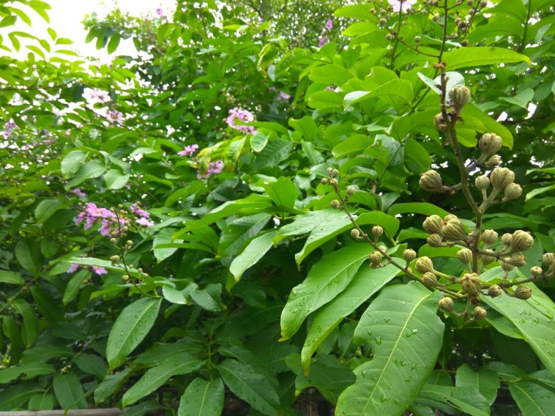 紫薇树8~10cm2.5~3米2~3米