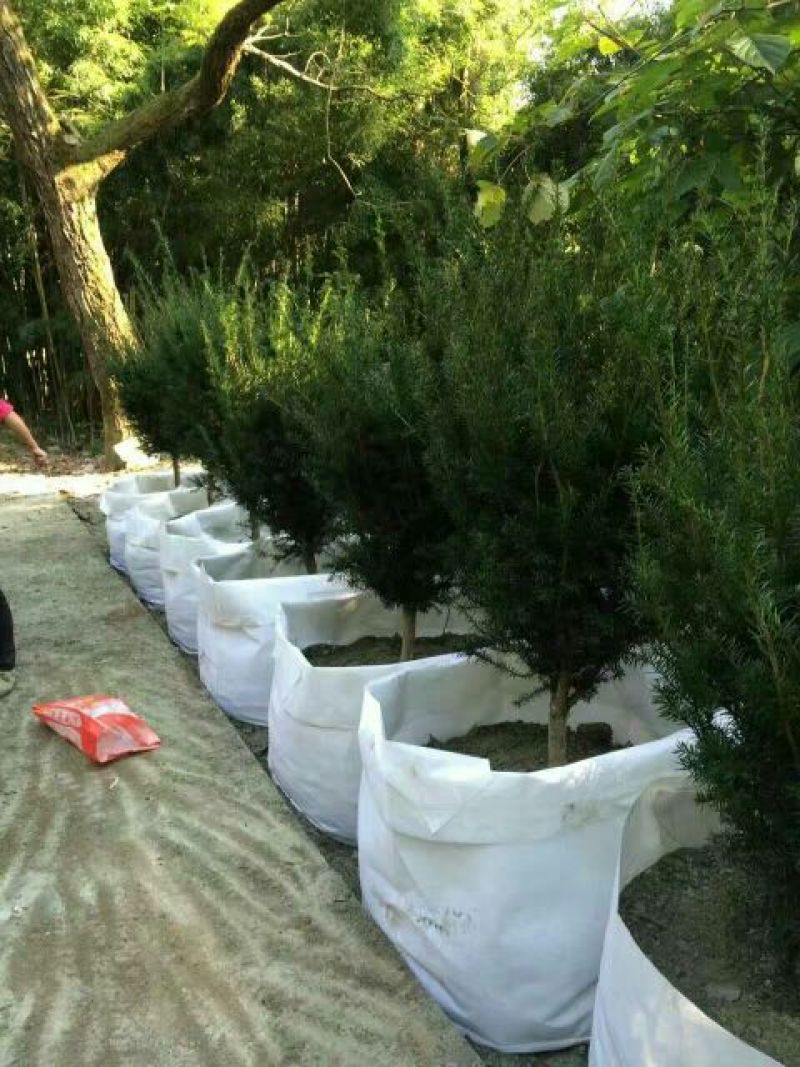 红豆杉盆景不含盆100cm以上