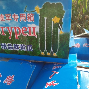 刺黄瓜鲜花带刺18~22公分